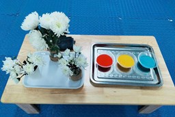 KHÁM PHÁ KHOA HỌC: THÍ NGHIỆM HOA CÚC ĐỔI MÀU